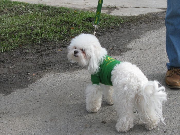 John Deere Dog